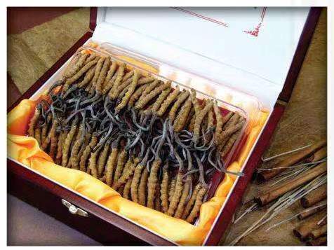 富川冬虫夏草回收